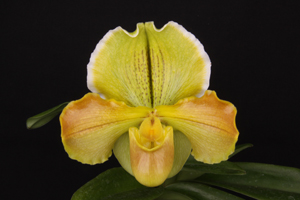 Paph. The Ole Perfessor Golden Jamboree